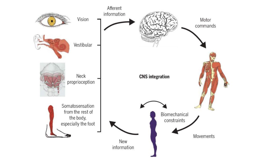 Neck Pain and Cervicogenic Dizziness
